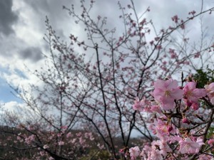 桜